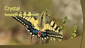  Presentation with school budget tiger - Slides enhanced with wonderful butterfly - eastern tiger swallowtail background and a  colored foreground