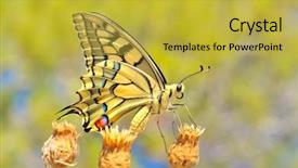  Presentation with tiger - Amazing PPT theme having wonderful butterfly - eastern tiger swallowtail backdrop and a yellow colored foreground