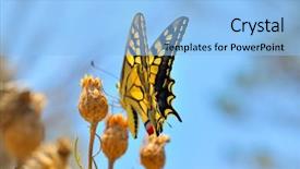  Presentation with eastern - Slides consisting of wonderful butterfly - eastern tiger swallowtail background and a  colored foreground