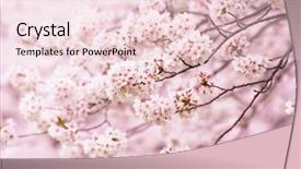  Presentation with cherry blossom - Colorful PPT theme enhanced with wonderful cherry blossom in spring backdrop and a lemonade colored foreground