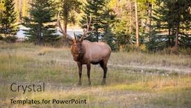  Presentation with development of tourism in india - Amazing presentation having wonderful-fall-day-large-horned backdrop and a coral colored foreground