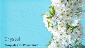  Presentation with tree - Audience pleasing presentation theme consisting of cherry blossom japanese border - wonderful flowering tree backdrop and a arctic colored foreground