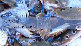  Presentation with crabs - Amazing slide set having wonderful-great-crabs backdrop and a teal colored foreground