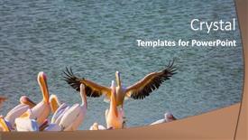  Presentation with stop - Slides featuring wonderful-haven-thousands-of-pelicans background and a gray colored foreground