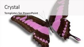  Presentation with purple butterfly - Audience pleasing presentation design consisting of wonderful purple butterfly isolated backdrop and a white colored foreground