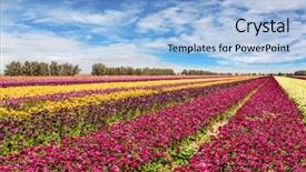  Presentation with rural tourism concept - Beautiful theme featuring rural and ecological tourism backdrop and a light blue colored foreground