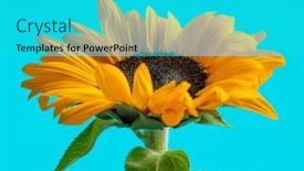  Presentation with sunflower sunflower sunflower sunflower sunflower - Presentation theme featuring wonderful-yellow-sunflower-filling background and a cyan colored foreground