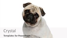  Presentation with forward - Amazing presentation design having wondering-pug-puppy-looking-forward backdrop and a white colored foreground