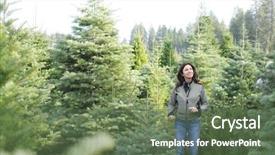  Presentation with animated christmas tree - Slide deck having wondering threw a christmas tree background and a tawny brown colored foreground