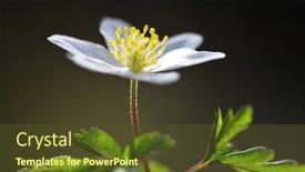  Presentation with wood - Colorful presentation enhanced with wood-anemone-anemone-nemorosa-close backdrop and a tawny brown colored foreground