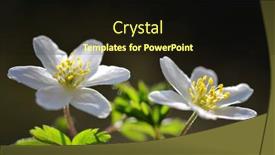  Presentation with wood - Presentation design having wood-anemone-anemone-nemorosa-close background and a wine colored foreground