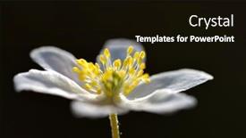  Presentation with wood - Cool new presentation with wood-anemone-anemone-nemorosa-close backdrop and a black colored foreground