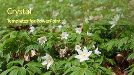  Presentation with wood - Amazing presentation theme having wood anemone anemone nemorosa or windflower backdrop and a tawny brown colored foreground