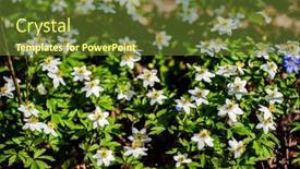  Presentation with wood - Presentation theme having wood-anemone-anemonoides-nemorosa-near background and a tawny brown colored foreground