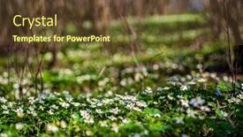  Presentation with wood - Presentation design consisting of wood-anemone-anemonoides-nemorosa-near background and a tawny brown colored foreground