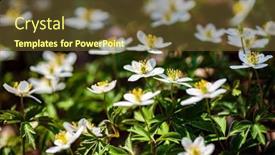  Presentation with wood - Slides having wood-anemone-anemonoides-nemorosa-near background and a tawny brown colored foreground