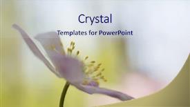  Presentation with wild flower - Presentation design consisting of wood anemone detail with stamen background and a sky blue colored foreground