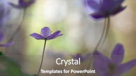  Presentation with wood and sparkle - Audience pleasing PPT theme consisting of wood anemone in shallow depth backdrop and a gray colored foreground