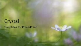  Presentation with wild flower - Cool new theme with wood anemone nemerosa a macro backdrop and a yellow colored foreground
