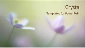  Presentation with wild flower - Slide deck featuring wood anemone nemerosa fragility purity background and a soft green colored foreground