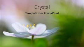  Presentation with smell - Beautiful PPT theme featuring wood anemone wild flower floating in green anemone nemorosa windflower thimbleweed and smell fox are common names for this spring wildflower backdrop and a yellow colored foreground