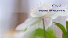  Presentation with wild flower - PPT theme consisting of wood anemone wild spring flowers a white flower carpet is covering the forest floor anemone nemorosa a beautiful wildflower background and a sky blue colored foreground