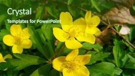  Presentation with yellow wood - Audience pleasing slide set consisting of wood anemones yellow - infrequent flowers backdrop and a  colored foreground