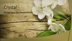  Presentation with cherry blossom - Theme consisting of wood background with spring cherry background and a coral colored foreground