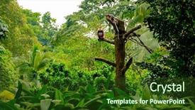  Presentation with tropical rainforest - Amazing slide set having wood branch in tropical rainforest backdrop and a tawny brown colored foreground