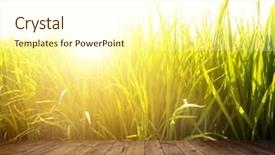  Presentation with paddy field - Cool new slide set with wood floor at paddy rice backdrop and a cream colored foreground