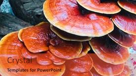  Presentation with fungus - PPT layouts with wood-fungus-known-as-ling background and a red colored foreground