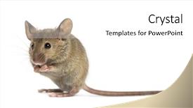  Presentation with cleaning - PPT layouts consisting of wood mouse cleaning itself background and a white colored foreground