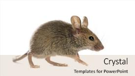  Presentation with wood - Beautiful slides featuring wood mouse in front backdrop and a coral colored foreground