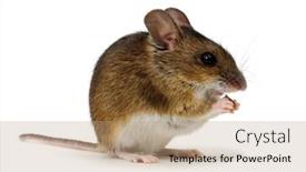  Presentation with ergonomic mouse - PPT theme consisting of wood-mouse-isolated-on-white background and a coral colored foreground