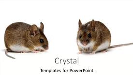  Presentation with wood - Slides with wood-mouse-isolated-on-white and a cream colored foreground