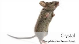  Presentation with cartoon mickey mouse - PPT theme enhanced with wood mouse looking up background and a white colored foreground