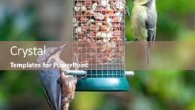  Presentation with juvenile - Slide set enhanced with wood-nuthatch-sitta-europaea background and a coral colored foreground