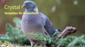  Presentation with wood - PPT layouts with wood-pigeon-columba-palumbus background and a tawny brown colored foreground