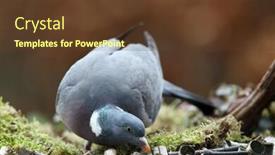  Presentation with wood - Amazing PPT layouts having wood-pigeon-columba-palumbus backdrop and a tawny brown colored foreground