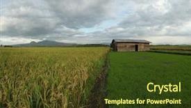 Presentation with rice plant - Presentation design enhanced with abstract background of water drops on rainbow glass note visible grain at 100 best at smaller sizes background and a dark gray colored foreground
