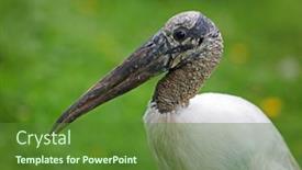  Presentation with wood - Theme enhanced with wood-stork-portrait background and a tawny brown colored foreground