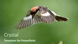  Presentation with natural - Beautiful PPT theme featuring woodchat-shrike-lanius-senator backdrop and a tawny brown colored foreground