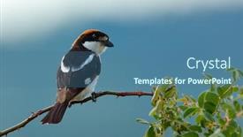  Presentation with natural - Slide set featuring woodchat-shrike-lanius-senator background and a ocean colored foreground