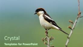  Presentation with natural - Cool new slide set with woodchat-shrike-lanius-senator backdrop and a tawny brown colored foreground