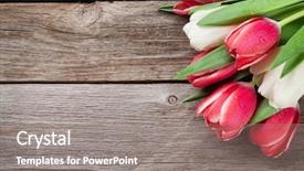  Presentation with tulips - Slides having wooden background red and white background and a gray colored foreground