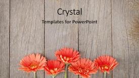  Presentation with gerbera daisy - Cool new PPT layouts with wooden background with orange gerbera backdrop and a light gray colored foreground