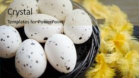  Presentation with black yellow - PPT theme consisting of wooden background with yellow feather background and a coral colored foreground