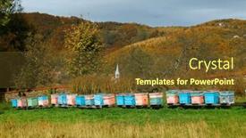  Presentation with wooden - Presentation having wooden-beehive-and-bees-plenty and a tawny brown colored foreground