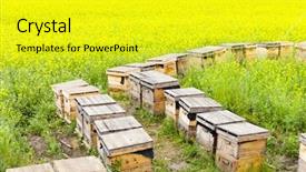  Presentation with gear wheels on wooden - Presentation theme enhanced with wooden beehives on oilseed meadow background and a yellow colored foreground
