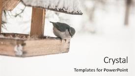  Presentation with winter landscape winter tree - PPT layouts consisting of wooden bird feeder on tree background and a cream colored foreground